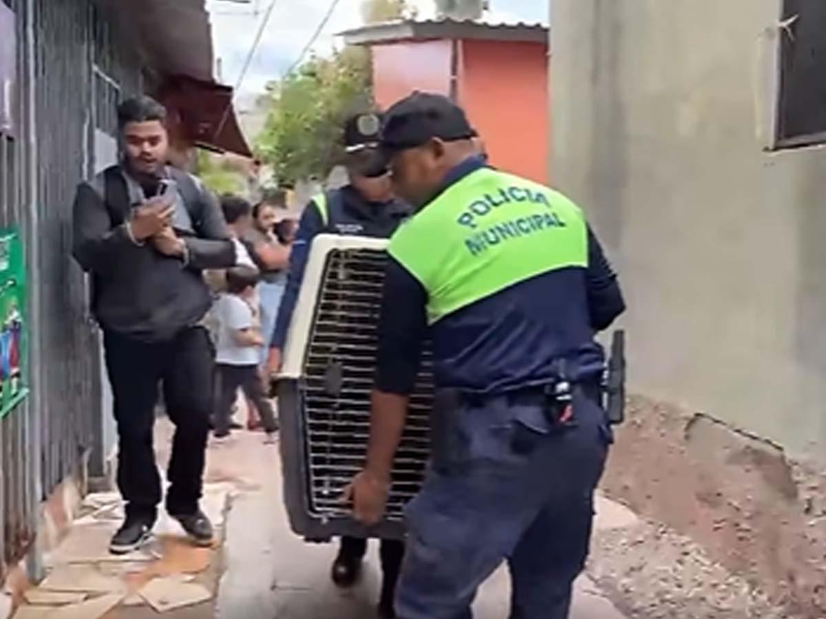 “Se escuchaban los aullidos”: vecinos relatan cómo vivía Zeus, pitbull que mató a su dueño