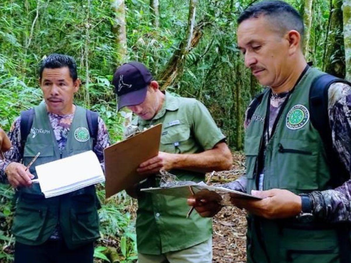 Con tecnología buscan proteger Parque Nacional Cusuco