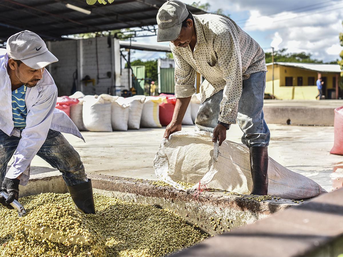Espresso Americano es un importante generador de empleo en el país, promoviendo la sostenibilidad y elevando la calidad del café hondureño a niveles internacionales.
