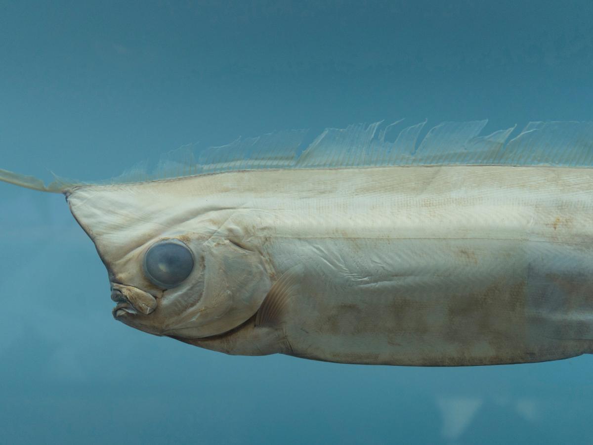 Aparece el pez que predice “el fin del mundo y ocasiona caos”