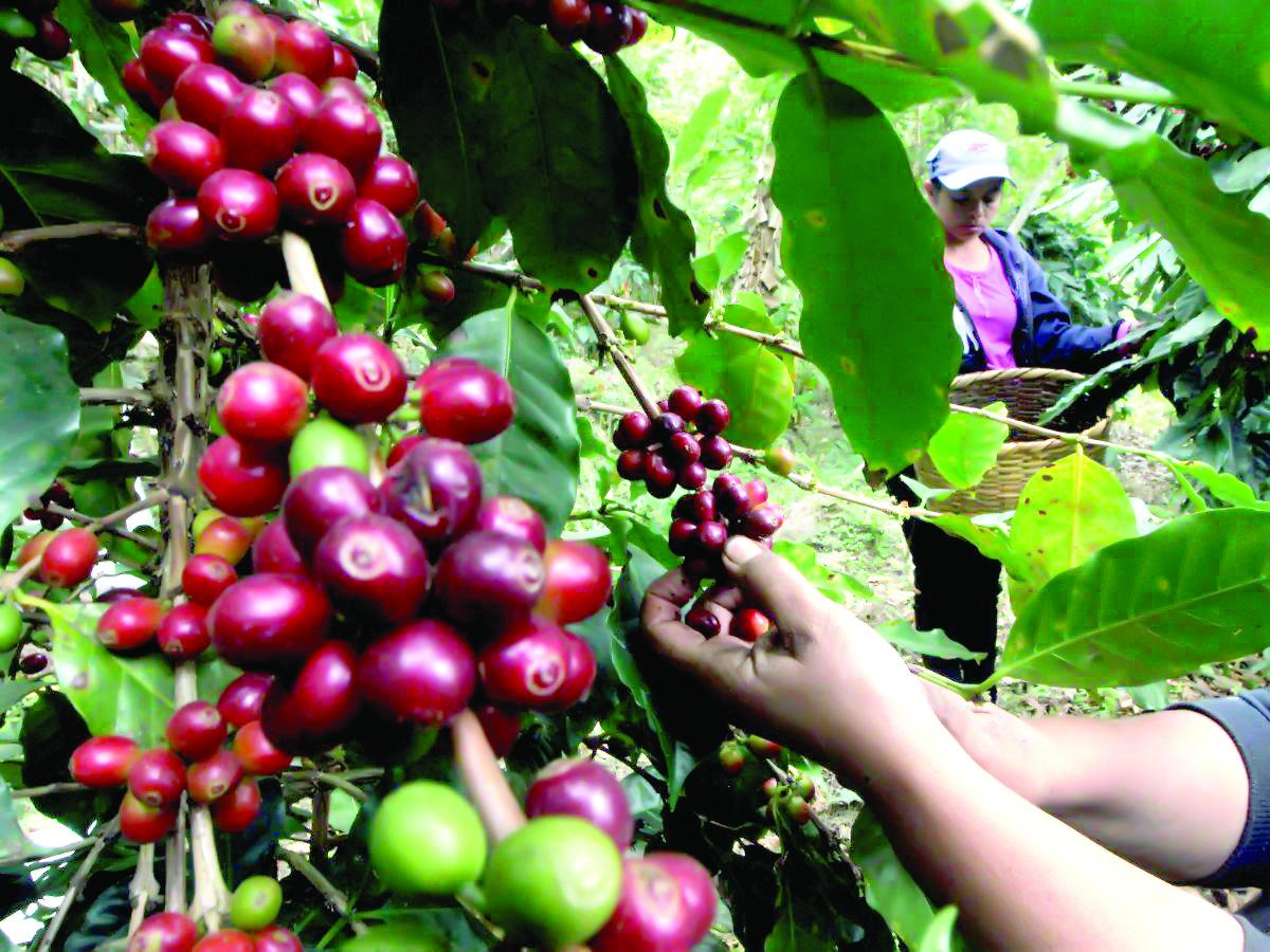 Envíos de café caen un 11% en la cosecha 2023-2024