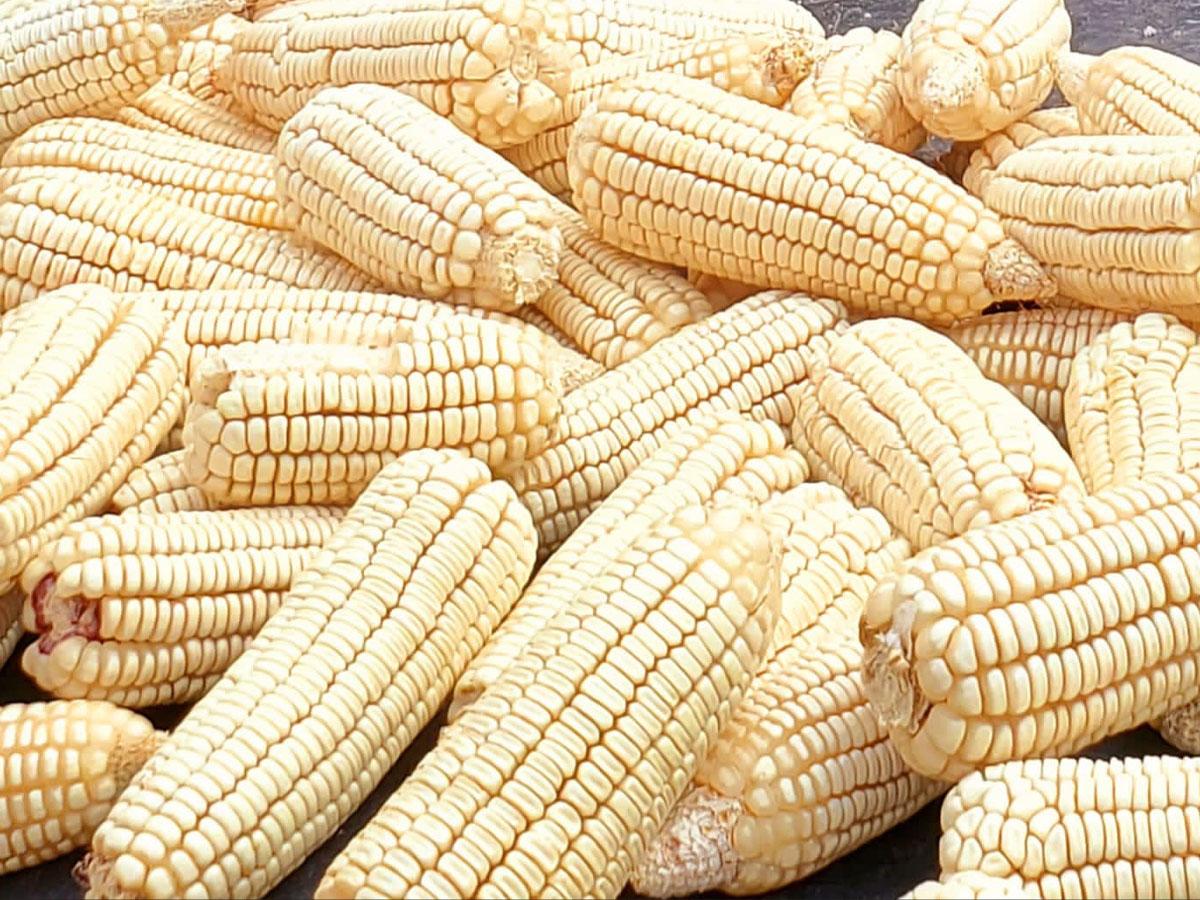 Banadesa brinda prioridad a los alimentos básicos como los granos, está preparado para atender a los productores con créditos desde 5,000 lempiras.