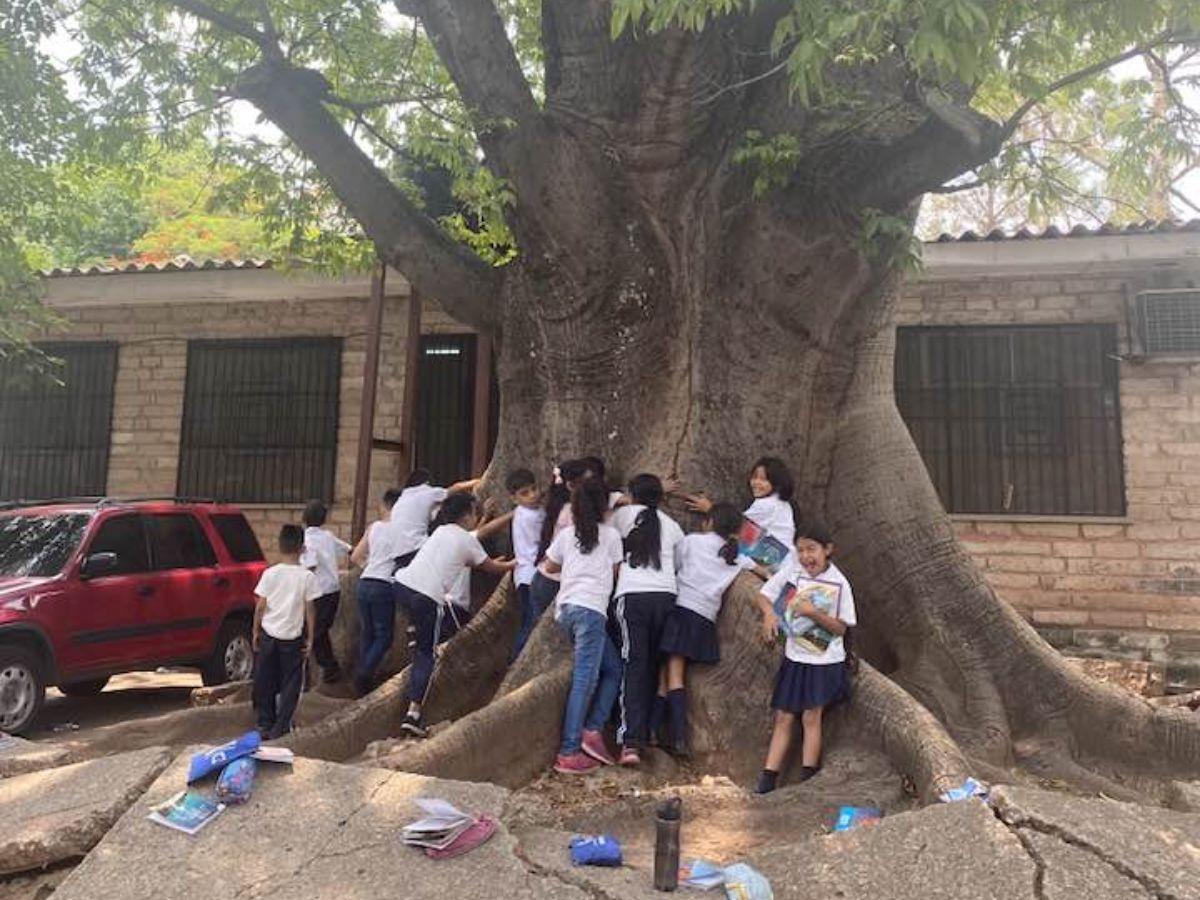 Niños se despiden de enorme árbol de ceiba que cortarán en Escuela de Honduras