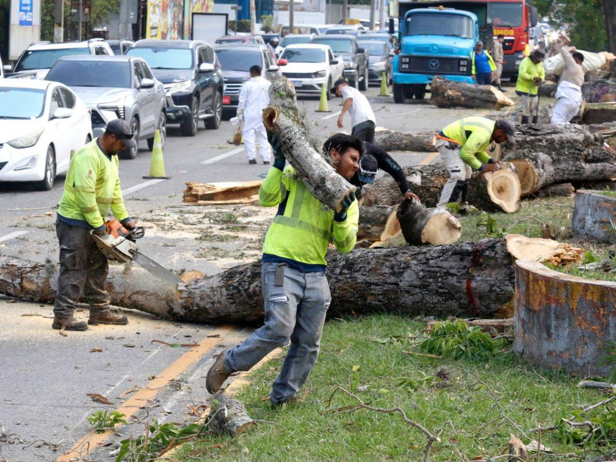 Crimen ambiental en la avenida circunvalación de San Pedro Sula