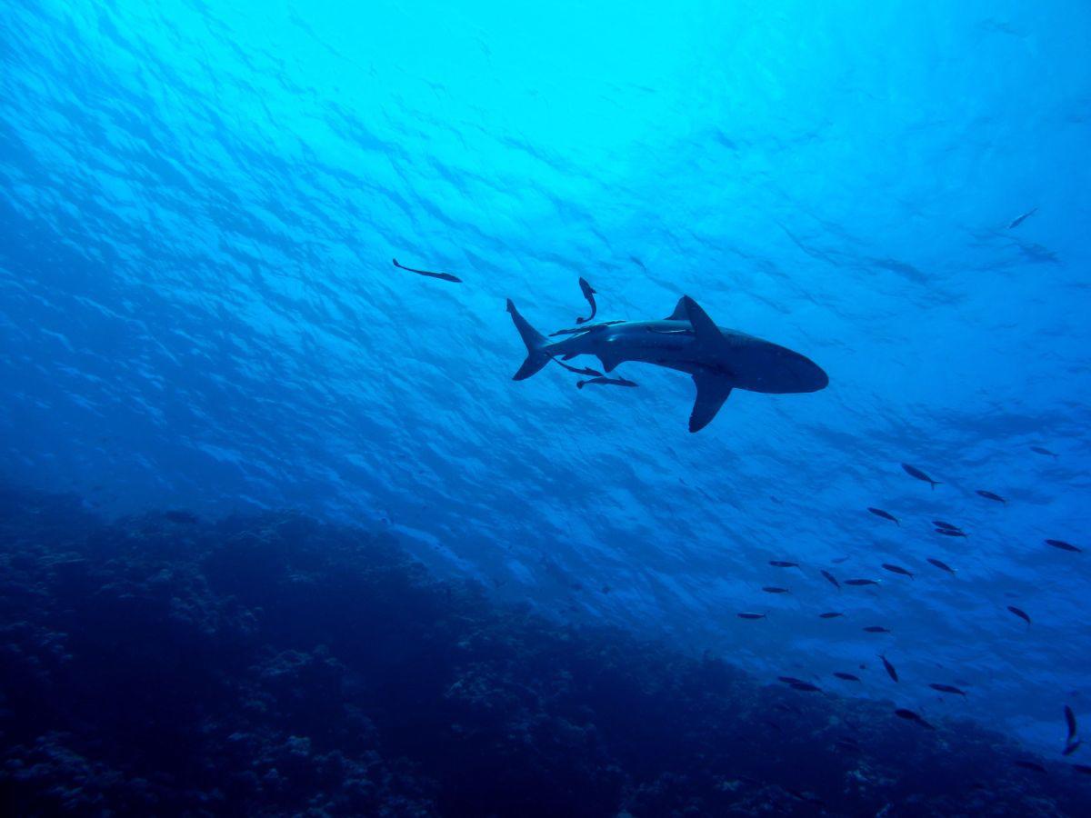 Alejandro Cortés salvó a su amiga del mar y fue devorado por los tiburones