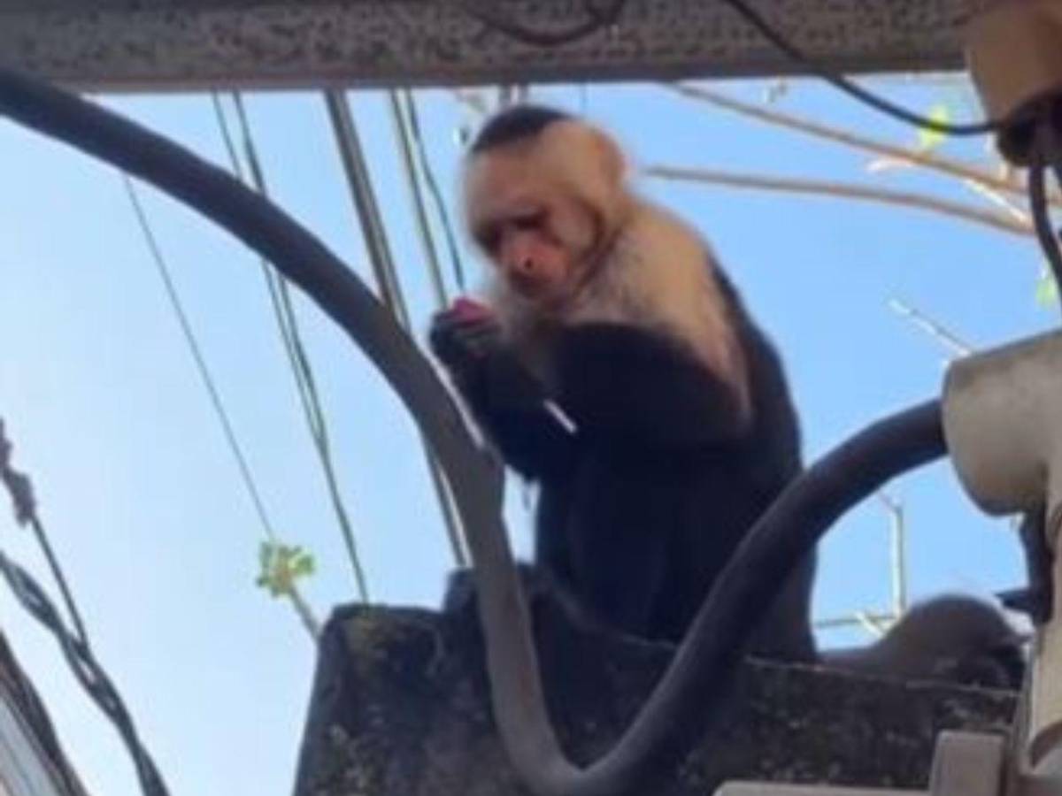 Hondureño halla a mono cepillándose los dientes en su casa