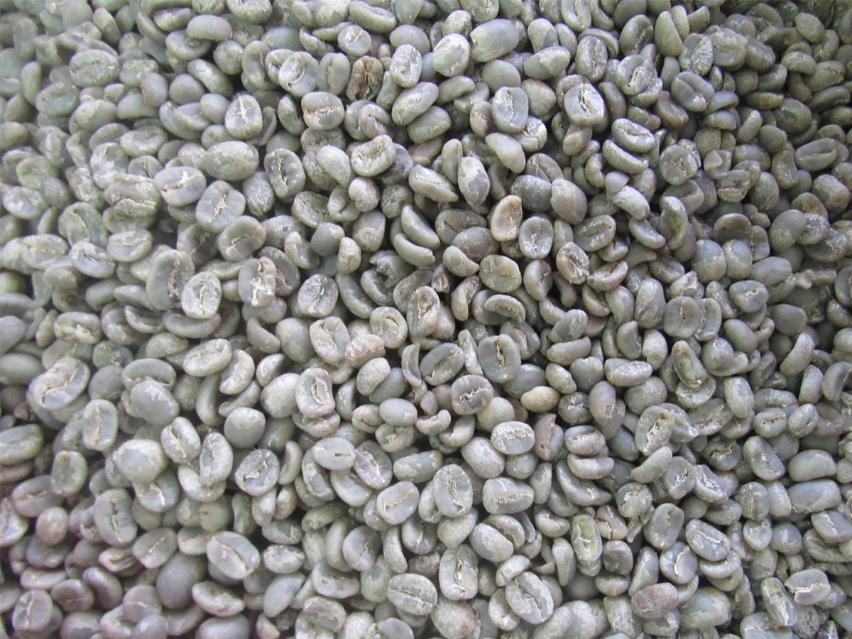 En la Finca Santa Elena podrá disfrutar plenamente esta experiencia del grano a la taza.