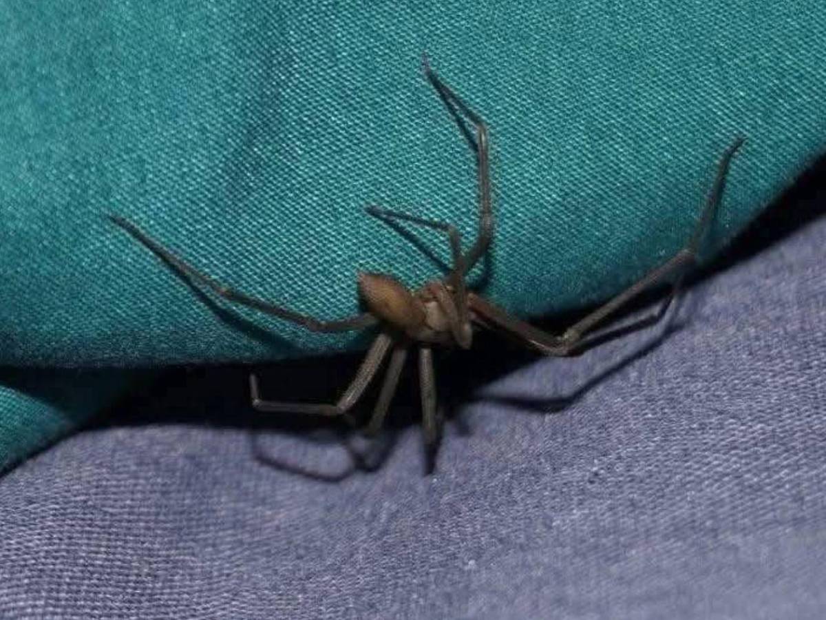 Muere María Fernanda tras mordedura de una araña violinista