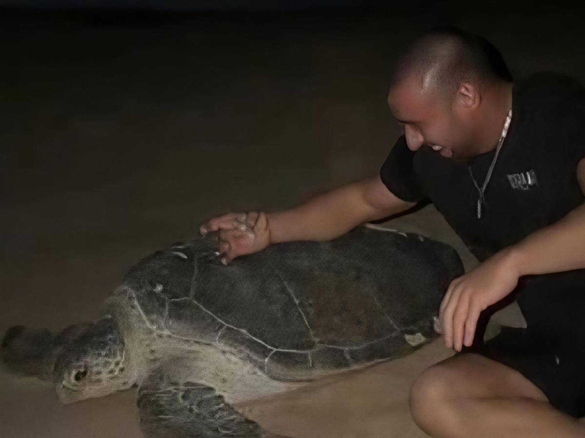 Influencer causa indignación al montar una tortuga marina que ponía huevos