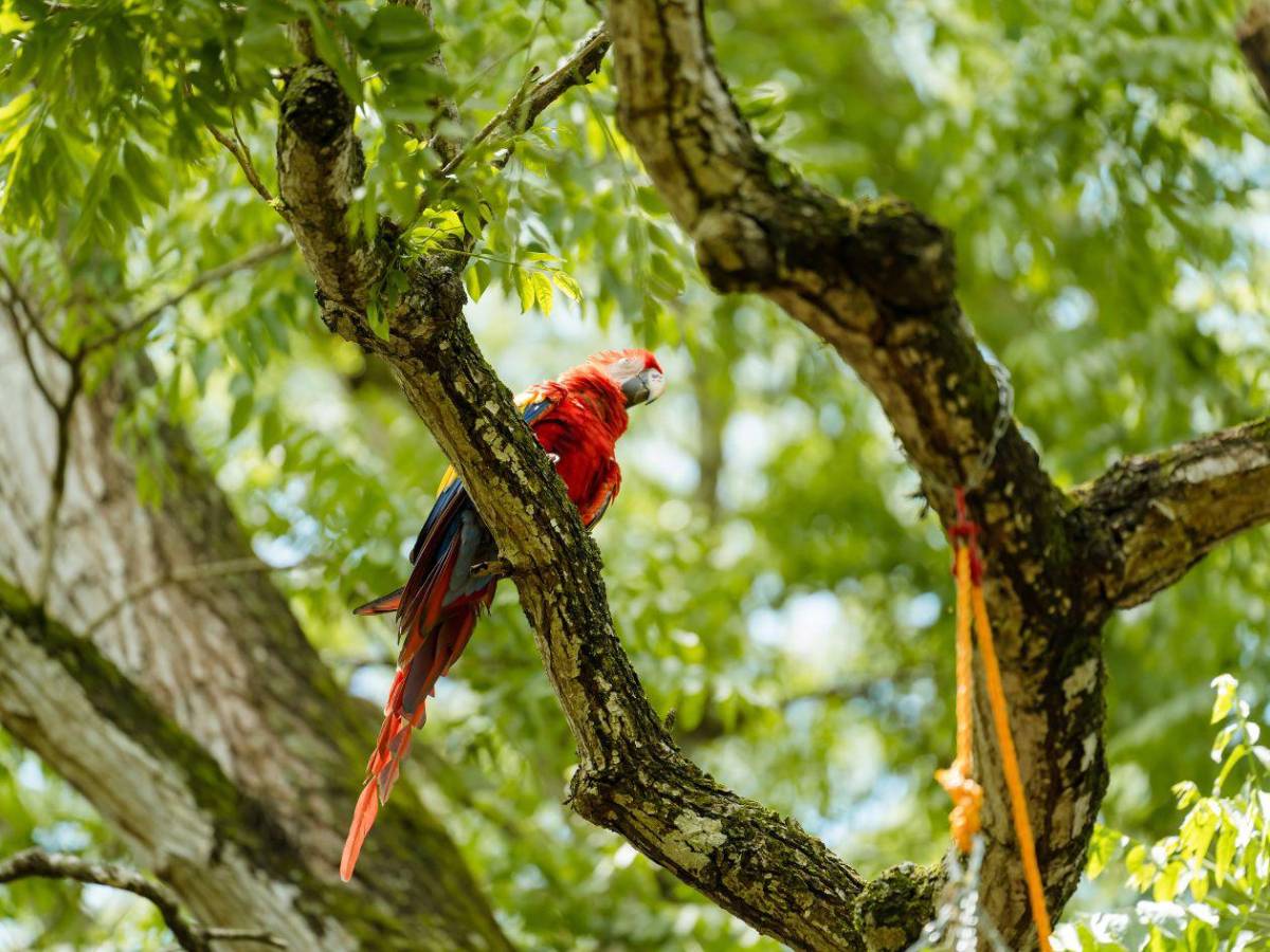 La vida se abre paso en Copán: nacen nuevos polluelos de guacamaya roja