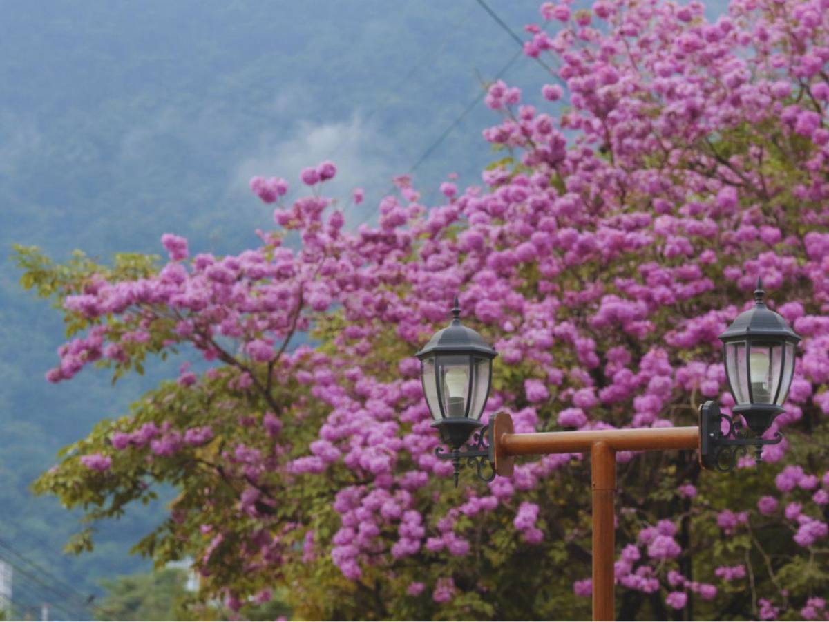 San Pedro Sula se viste de rosa con la floración de los macuelizos