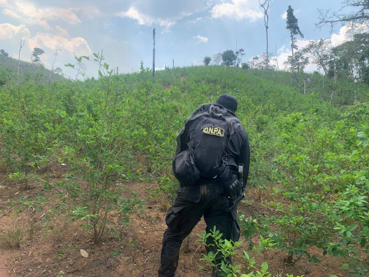 Hallan un millón de arbustos de coca en Parque Nacional Patuca