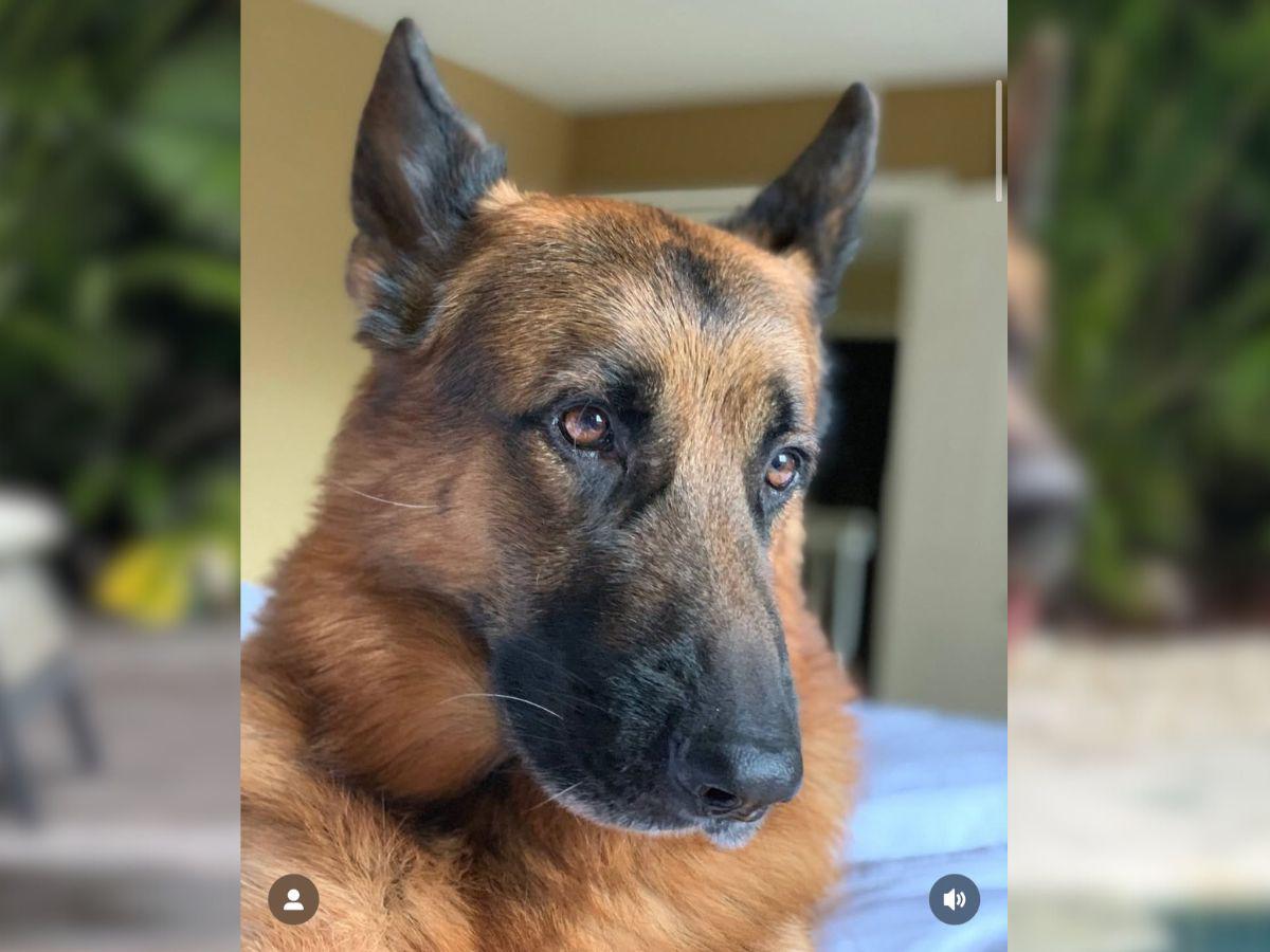 Protagonista de ‘Pedro, El Escamoso’, destrozado tras la muerte de su “hijo”