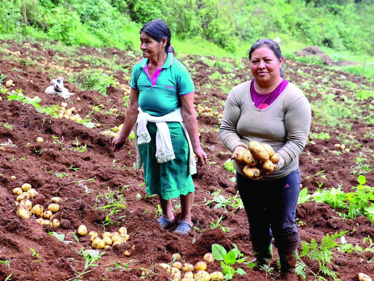 ACOMPAÑA CRÓNICA: HONDURAS ETNIAS AME6258. INTIBUCA (HONDURAS), 13/06/2023.- Una mujer indígena lenca muestra unas papas que han cosechado en el municipio de Intibucá, el 7 de junio de 2023, en Intibuca (Honduras). Un grupo de mujeres de la etnia lenca, en el occidente de Honduras, ha comenzando a recoger su primera cosecha de papa orgánica mediante un proyecto con apoyo de la Agencia Española de Cooperación Internacional para el Desarrollo (AECID) y la coordinación de la ONG Oxfam. EFE/Germán Reyes