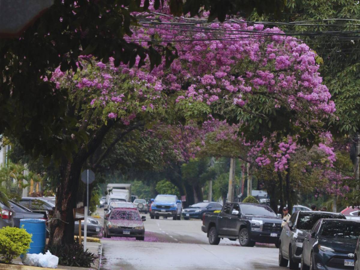 San Pedro Sula se viste de rosa con la floración de los macuelizos