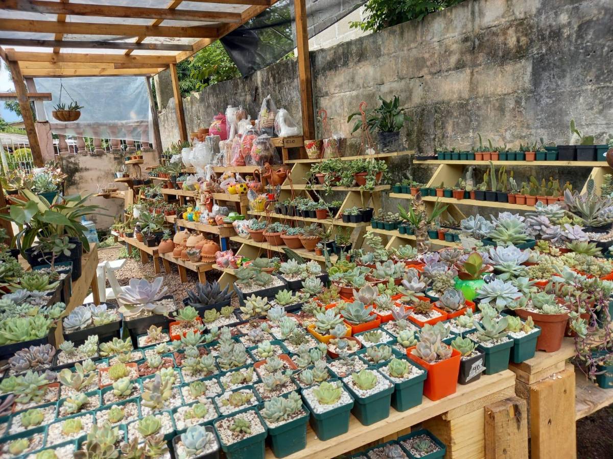 Jardín de Lily Garden.