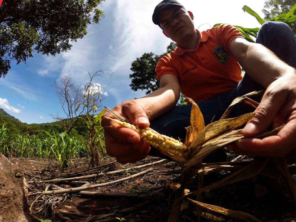 Alimentos, agua y salud: así será distribuida la ayuda para 762,000 hondureños