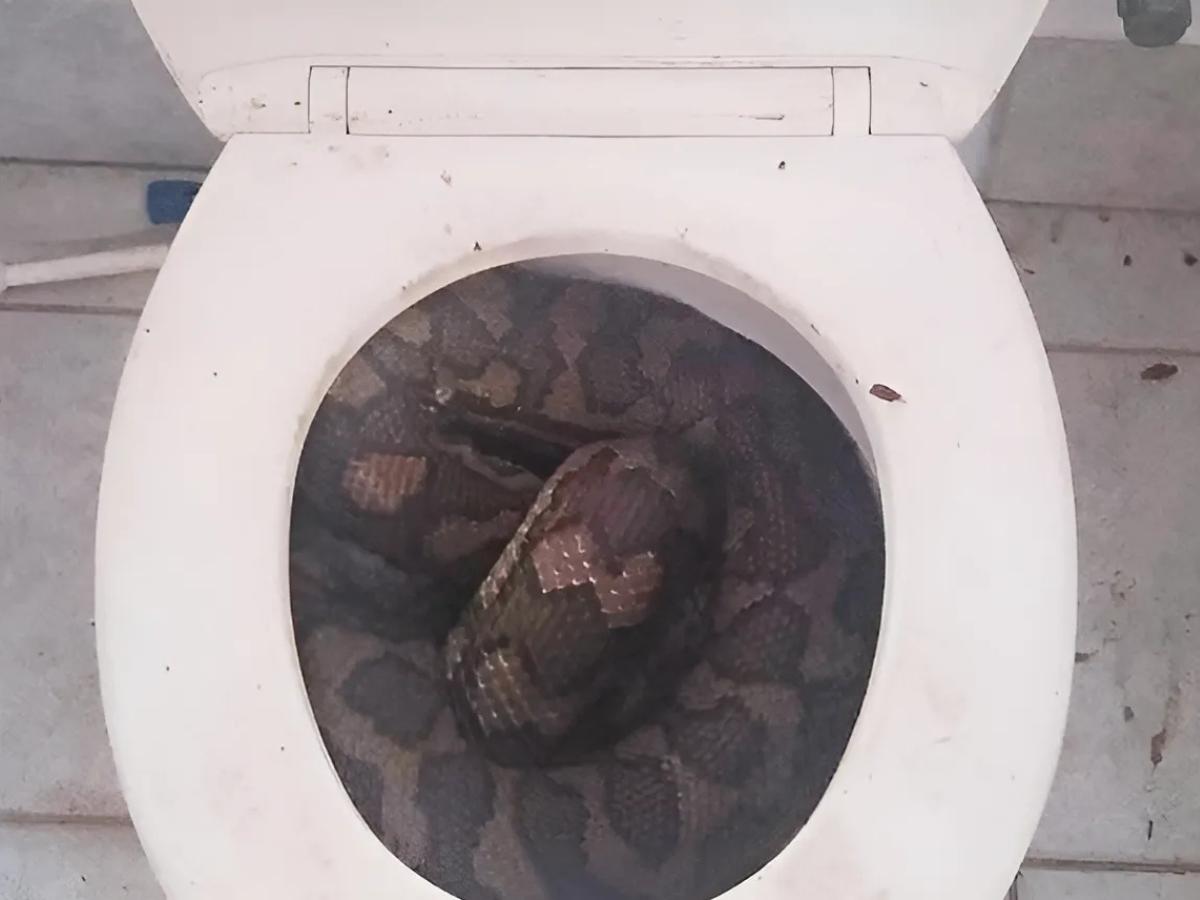 “Muy aterrador”: Mujer es mordida por serpiente escondida en el inodoro de su hogar