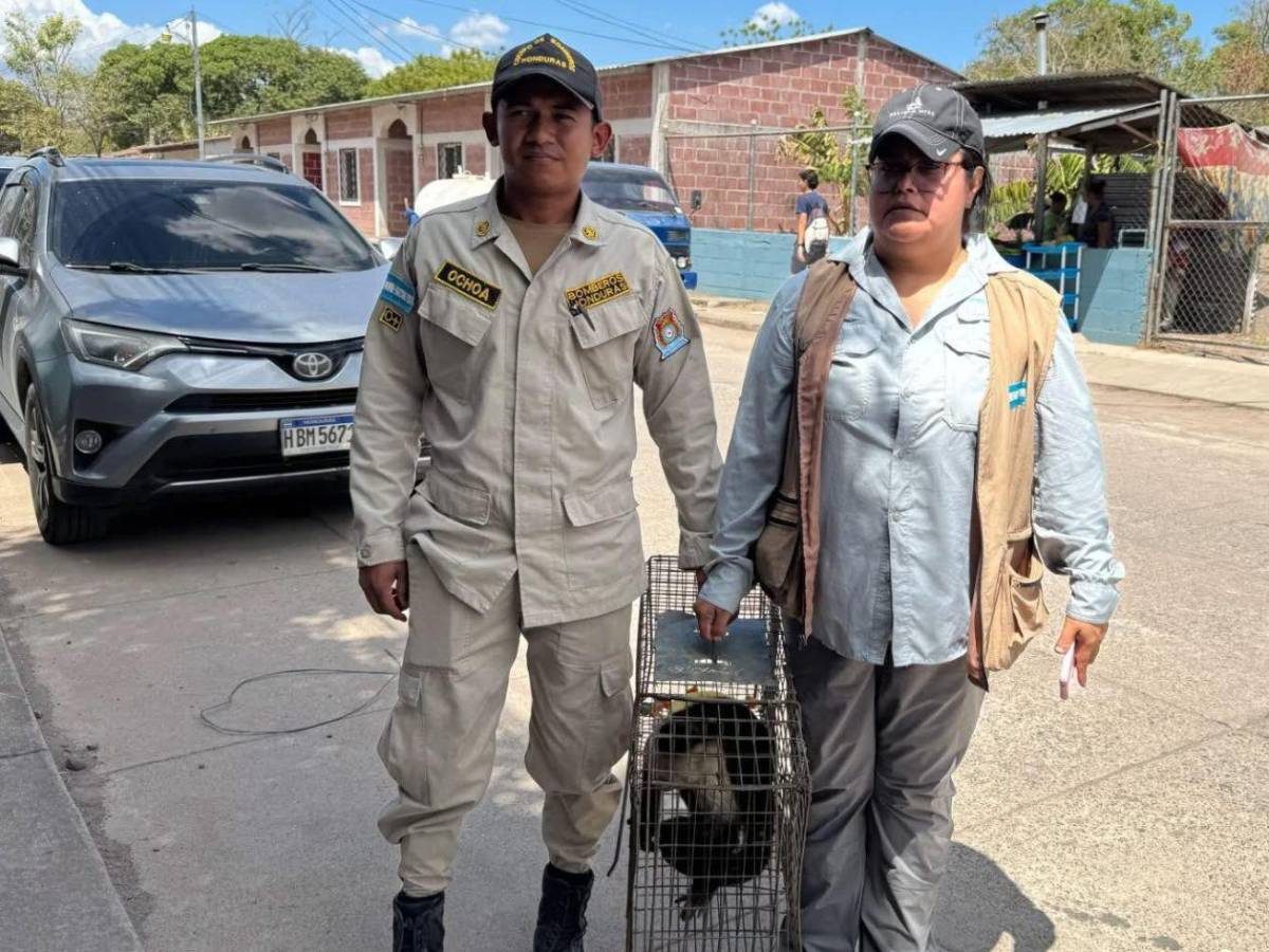 Hondureño halla a mono cepillándose los dientes en su casa