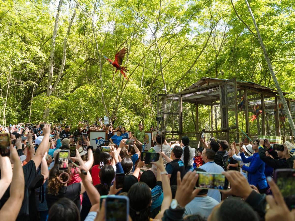 La vida se abre paso en Copán: nacen nuevos polluelos de guacamaya roja