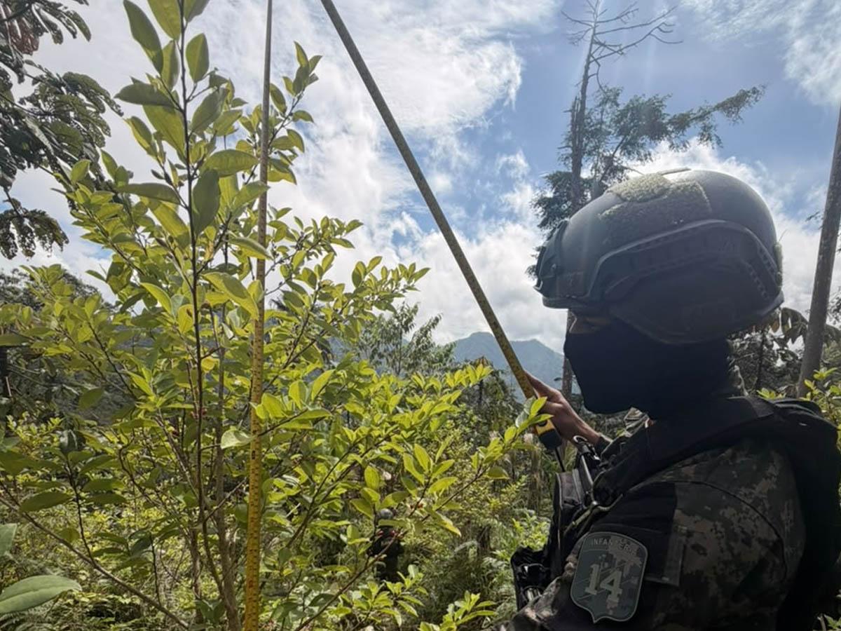 Ejército asegura cuatro plantaciones de coca y marihuana en Yoro