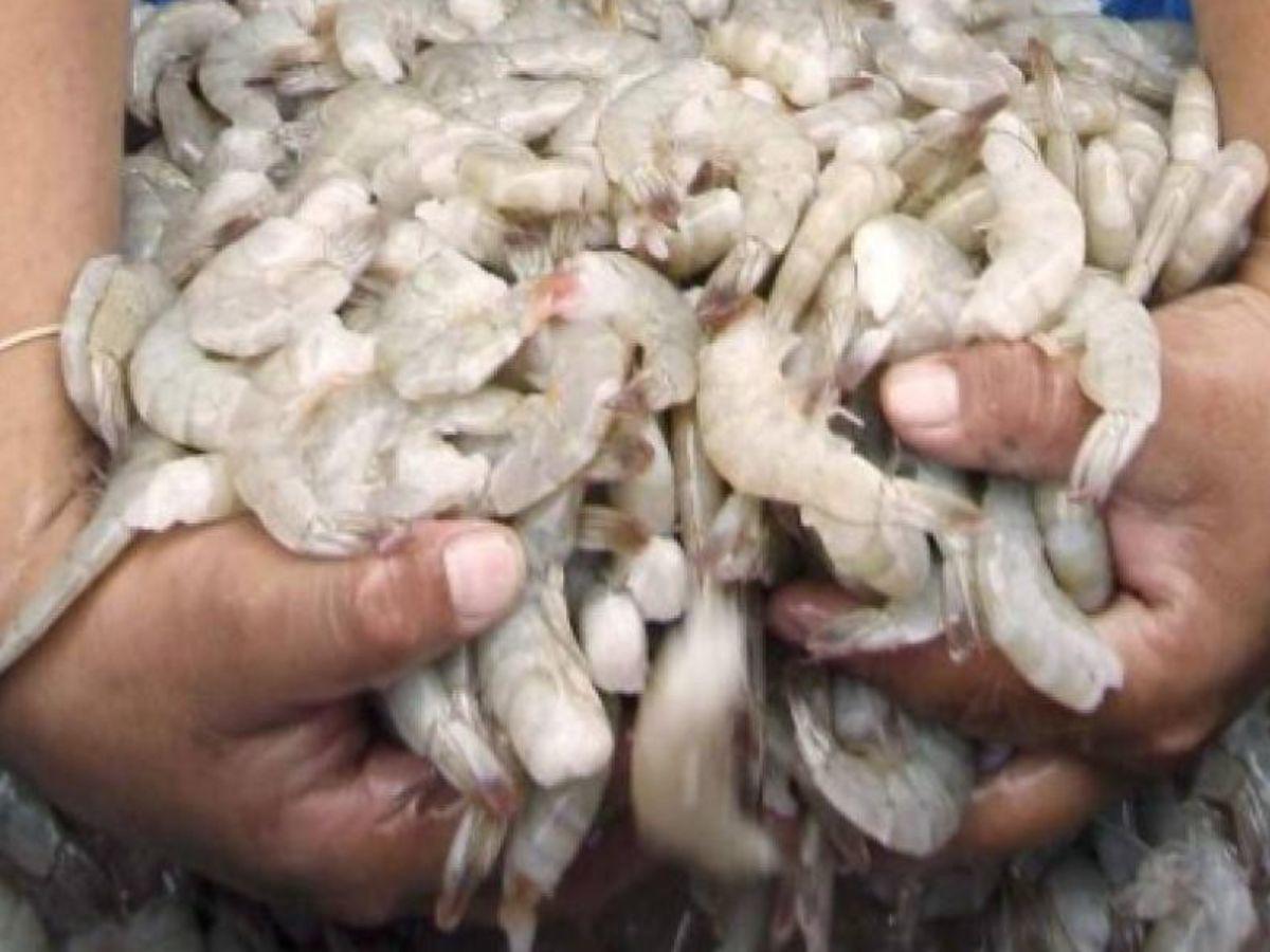 México autoriza a Honduras solo el ingreso al camarón cocinado