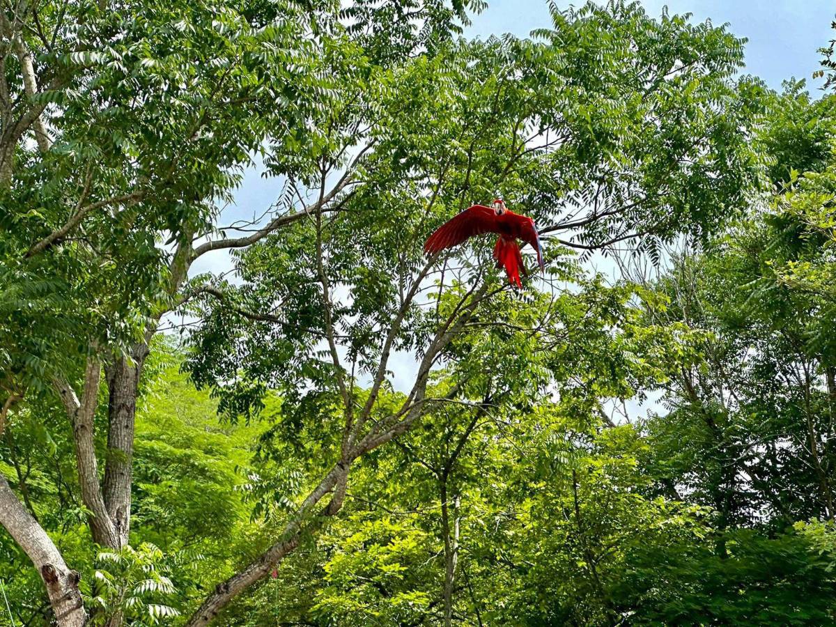 Nueve guacamayas criadas y una rehabilitada vuelan libres en Copán