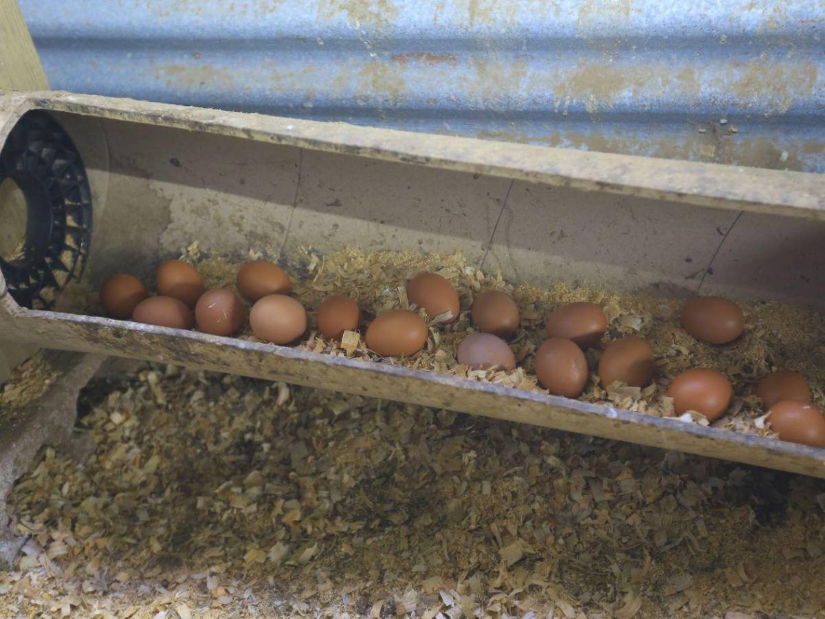 De la basura a los sueños, niños encuentran esperanza y educación en Brazos de Jesús