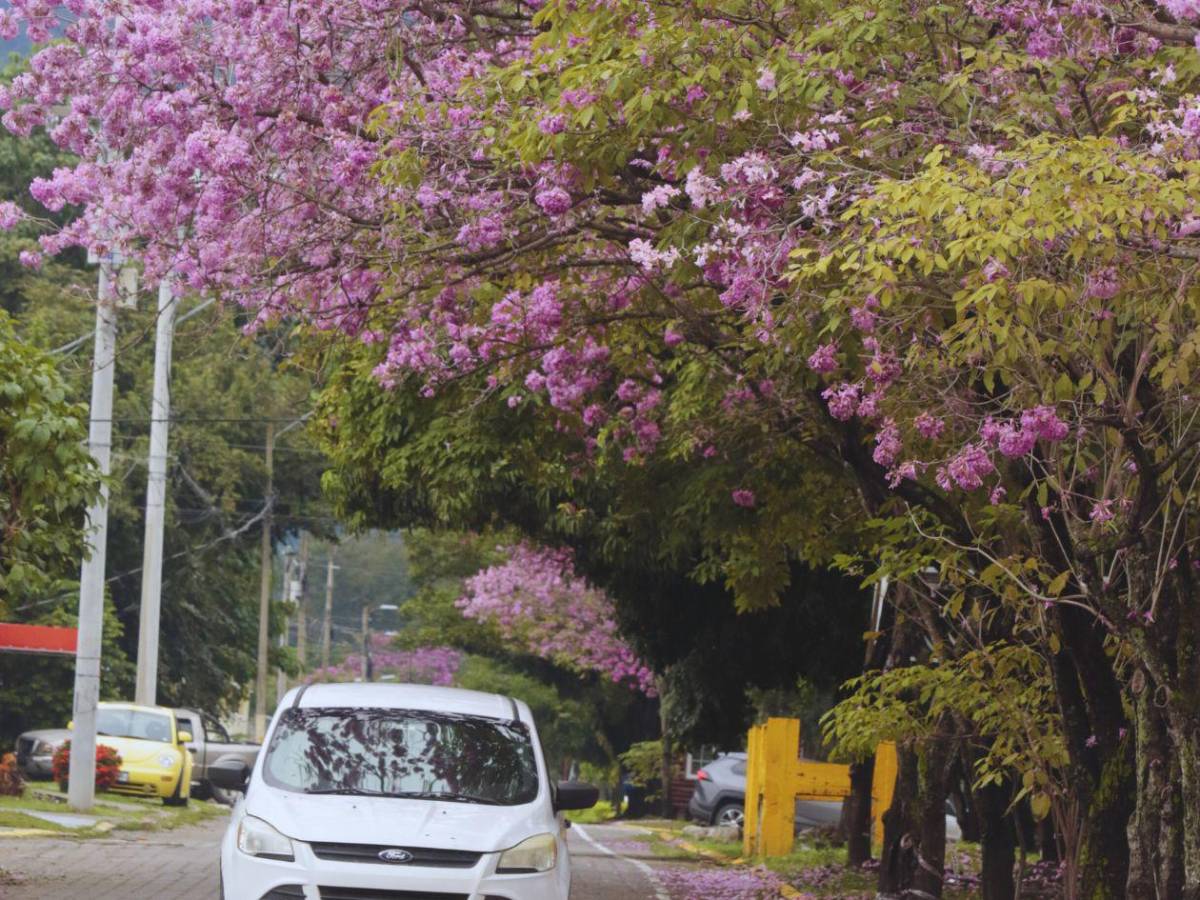 San Pedro Sula se viste de rosa con la floración de los macuelizos