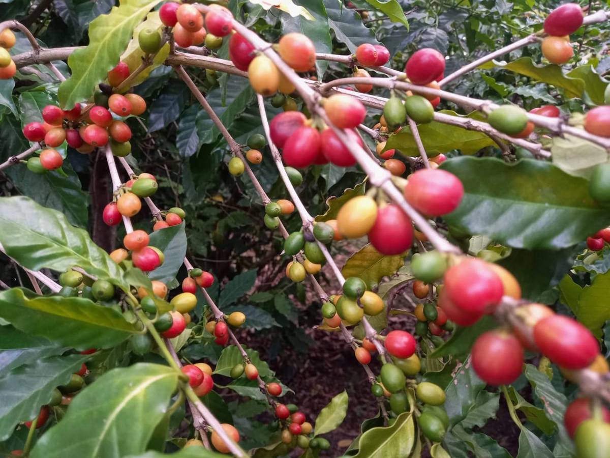 Exportaciones de café caen un 12% a un mes de finalizar la temporada