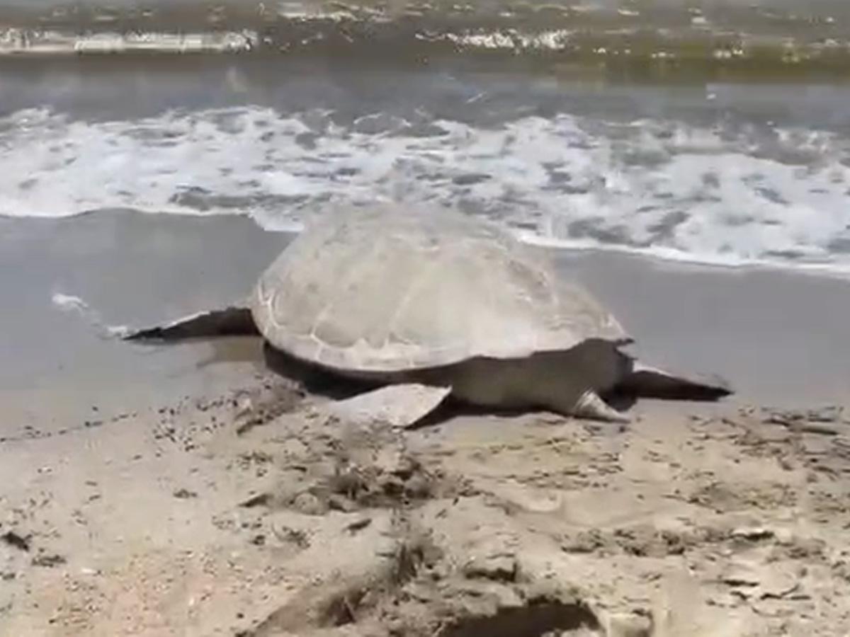 Liberan tortuga marina decomisada a hondureño que la llevaba oculta en Colón