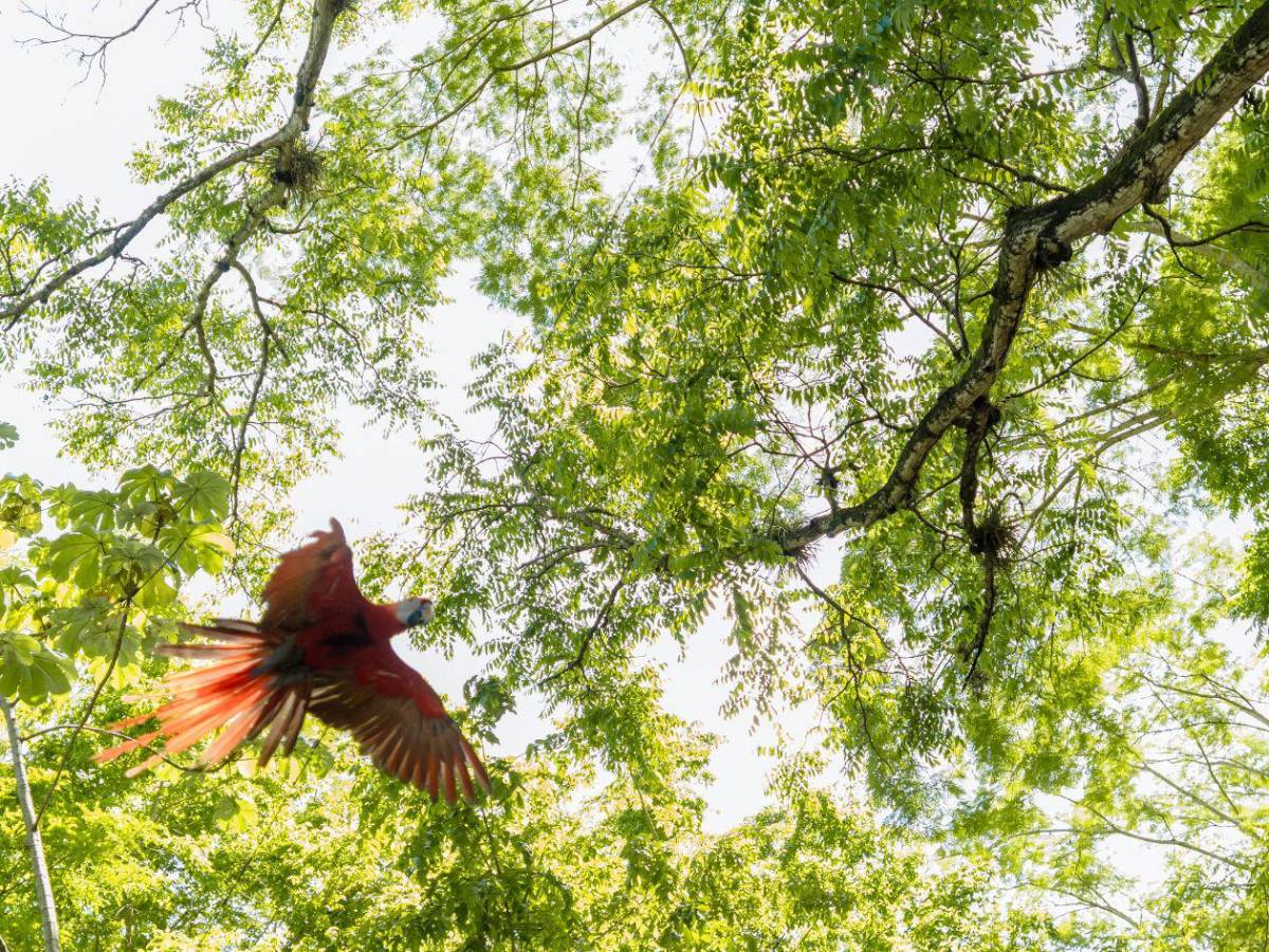 Guacamayas rojas volverán a conquistar el cielo de Copán Ruinas