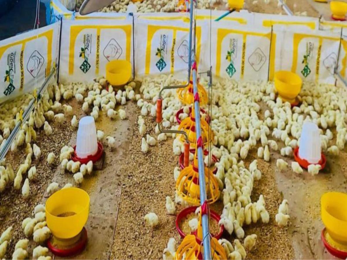 Inversiones Diagro lidera el mercado agropecuario nacional en todos los procesos