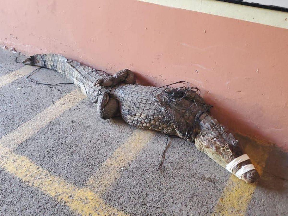 Capturan cocodrilo de casi dos metros en zona escolar de La Ceiba