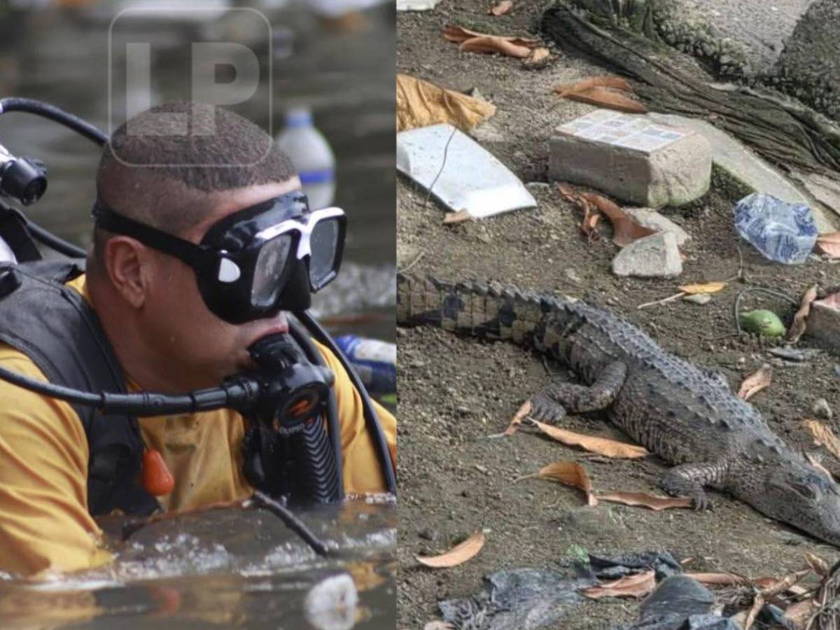 Este es el Cocodrilo que anda cerca de la zona donde buscan al pequeño Elvis Eliú