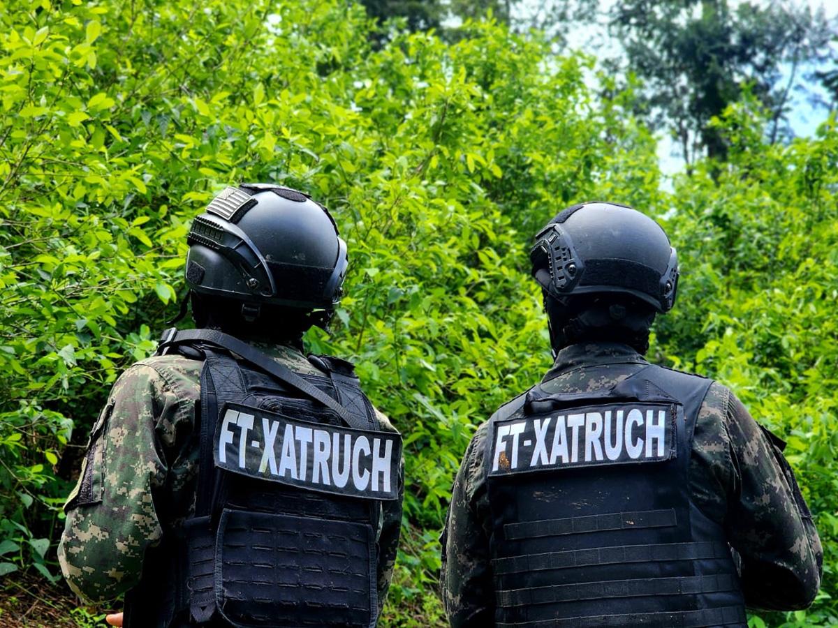 Localizan más de 22,000 arbustos de coca y un“picadero” en Cusuna, Colón