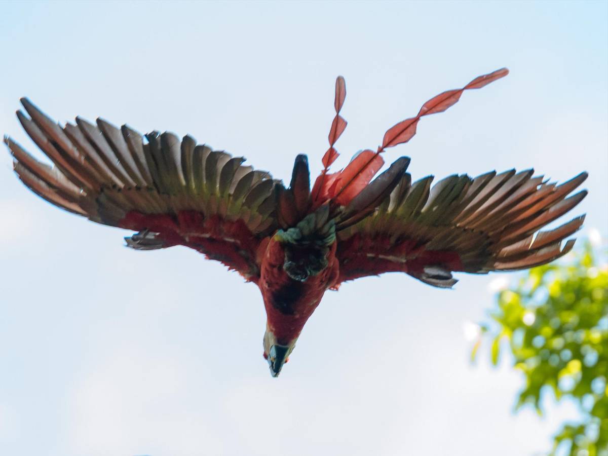 Del huevo al vuelo: el viaje de la guacamaya roja hacia la libertad