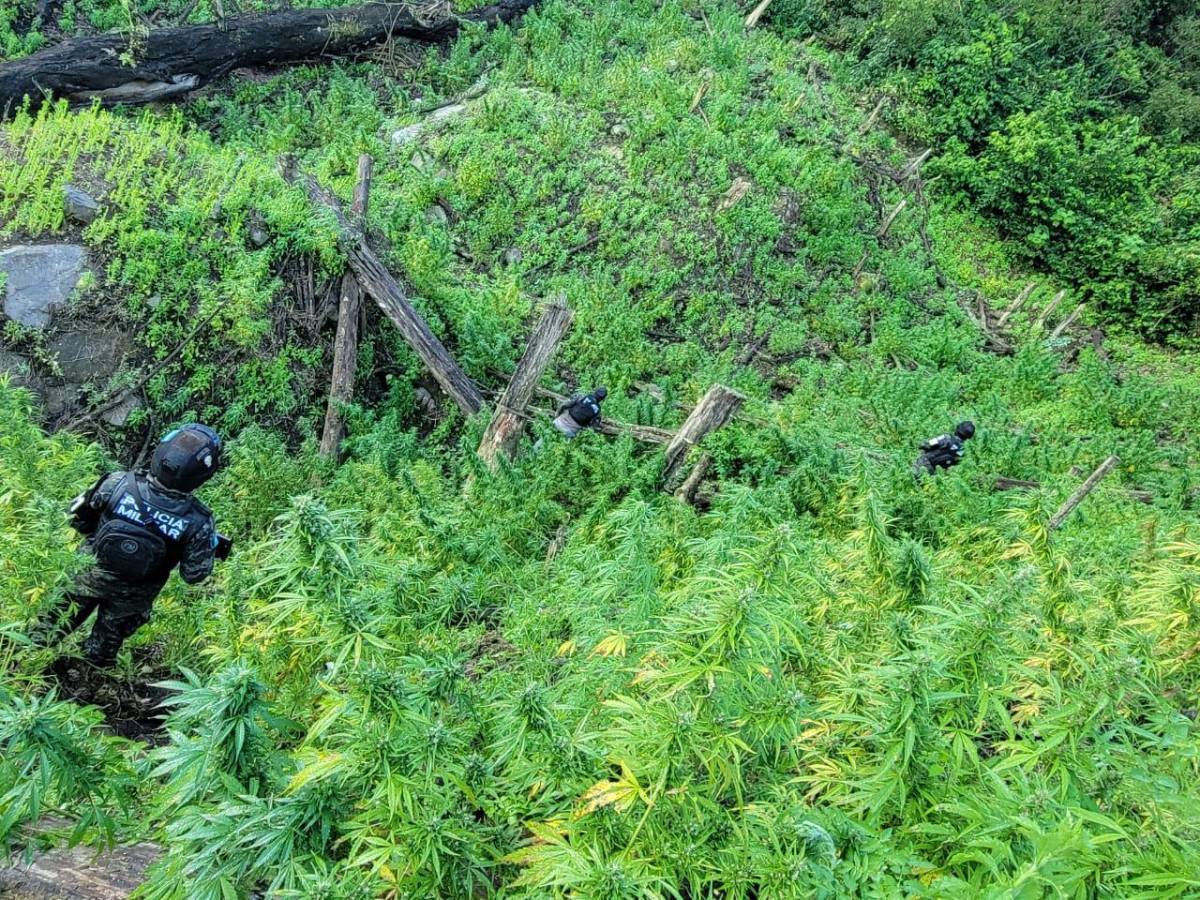 Desmantelan 10 manzanas de cultivo de marihuana en el valle del Aguán