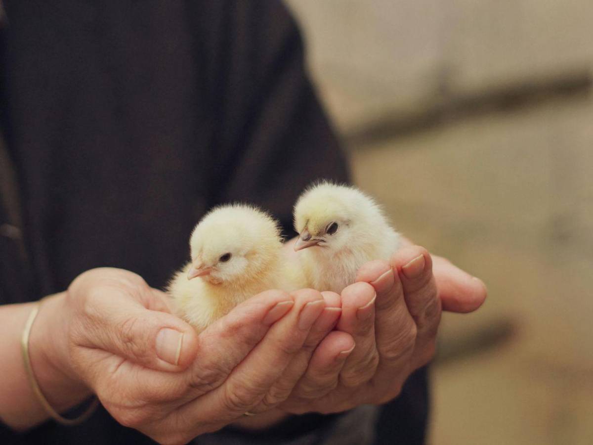 ¿Puedo comer pollo y huevos? Las 15 preguntas y respuestas sobre la gripe aviar