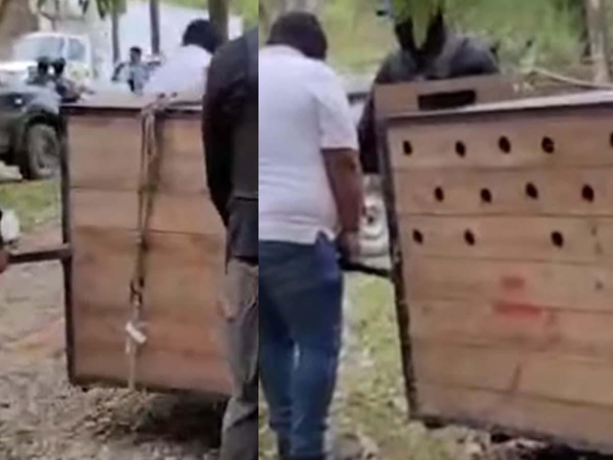 Un jaguar, un mono y una pitón tenía como mascotas hondureño detenido en Olancho