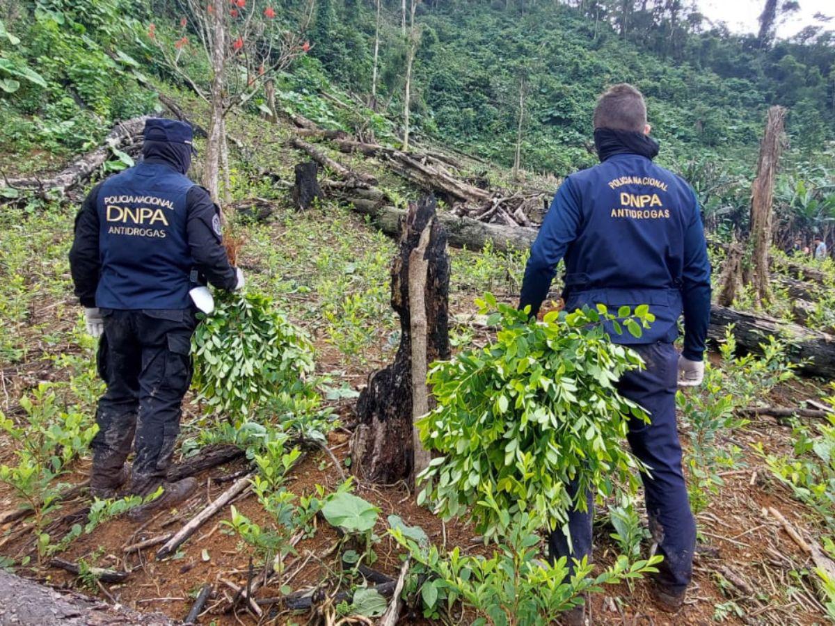 Honduras halla 110,000 arbustos de coca y un laboratorio