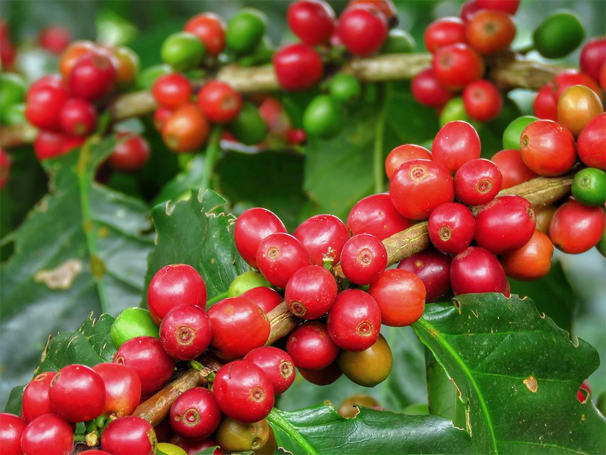 El proceso de recolección de granos de café y cacao emerge en medio de un entorno natural y único en Honduras.