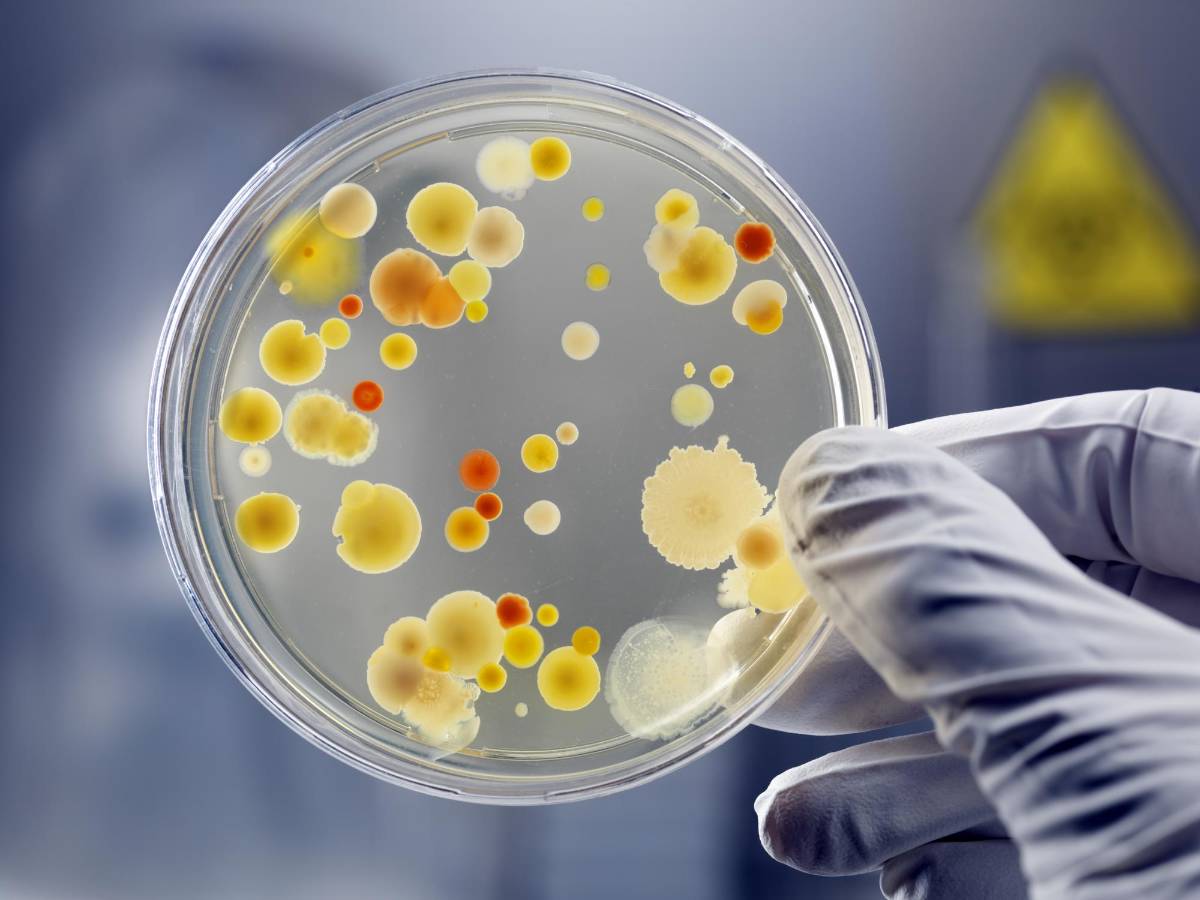La contaminación favorece la proliferación de superbacterias