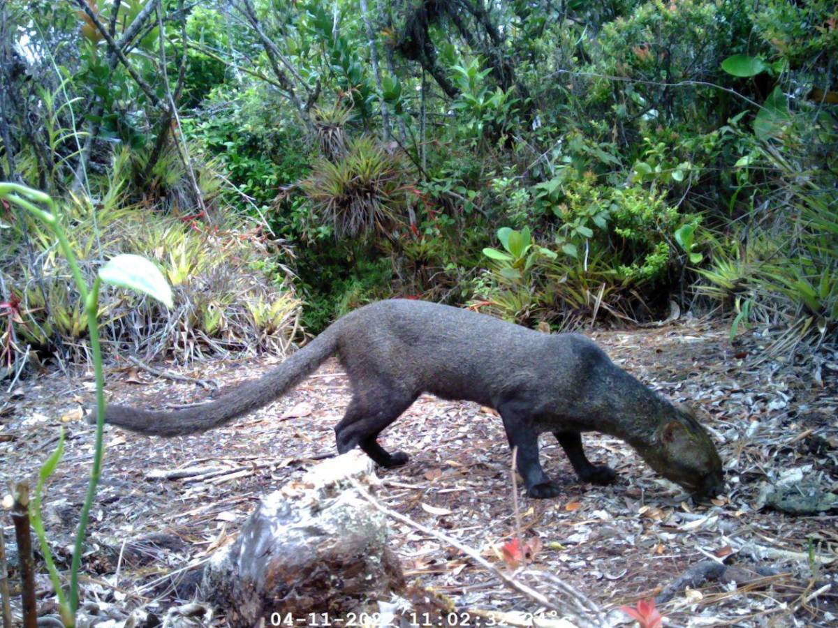 Los felinos y fauna silvestre más fotogénicos de Honduras