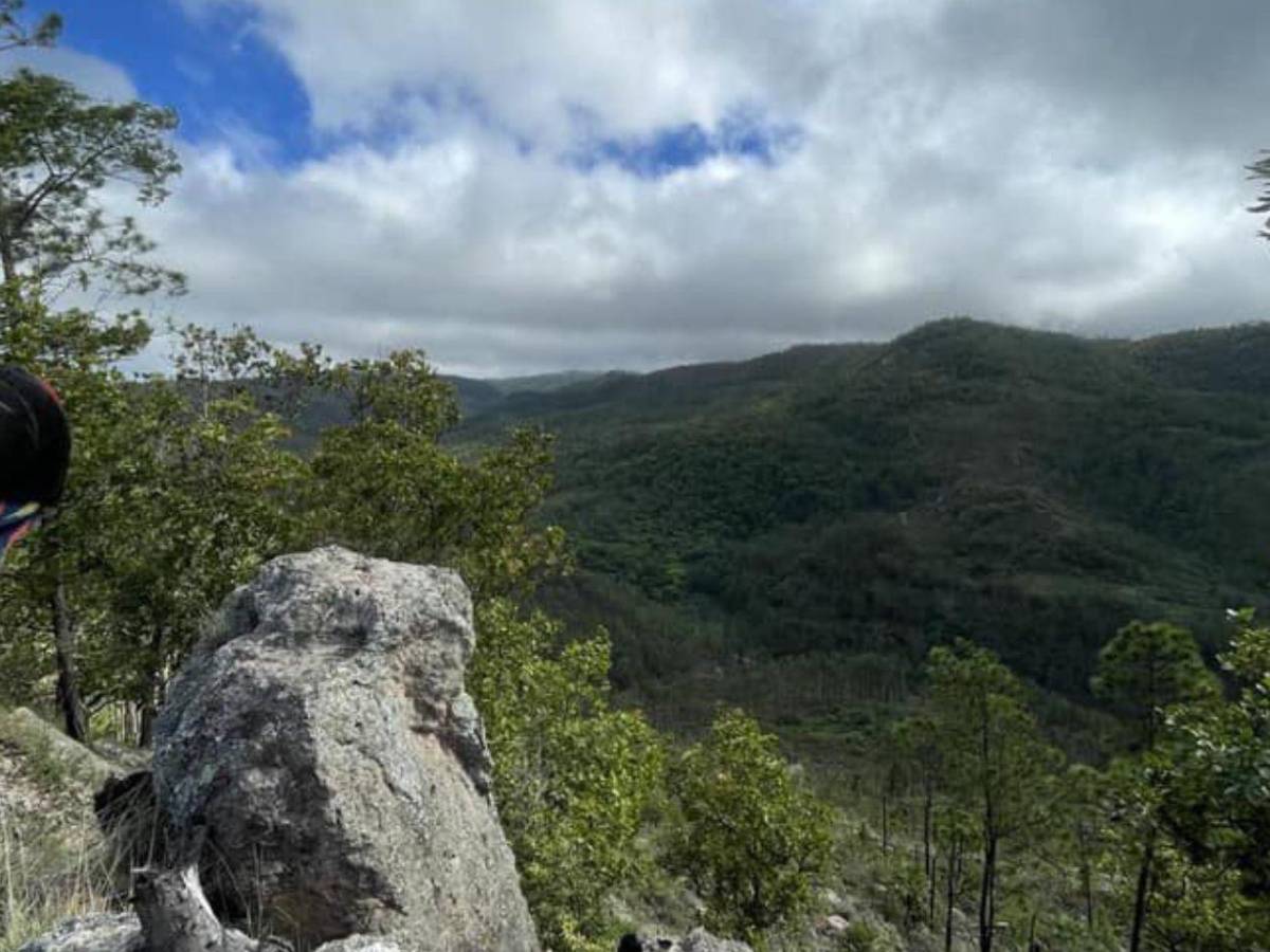 Ambientalista e hijo habrían sido desmembrados con la misma motosierra que usaban taladores