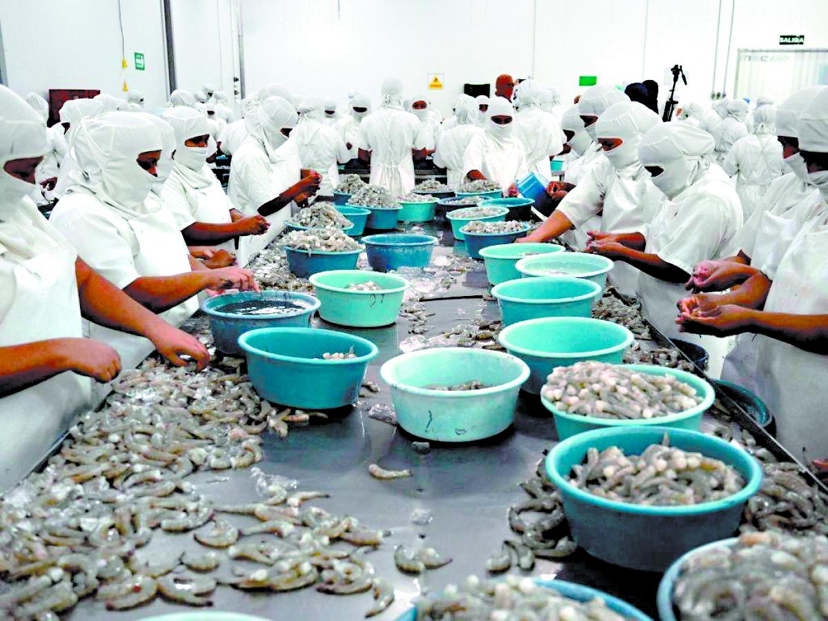 Camaroneros esperan que TLC con China beneficie las exportaciones