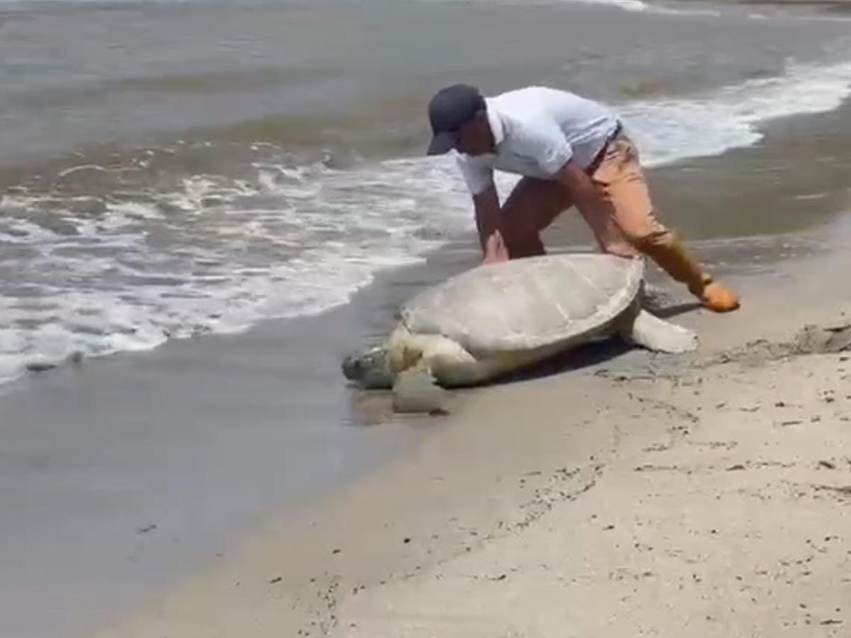 Liberan tortuga marina decomisada a hondureño que la llevaba oculta en Colón