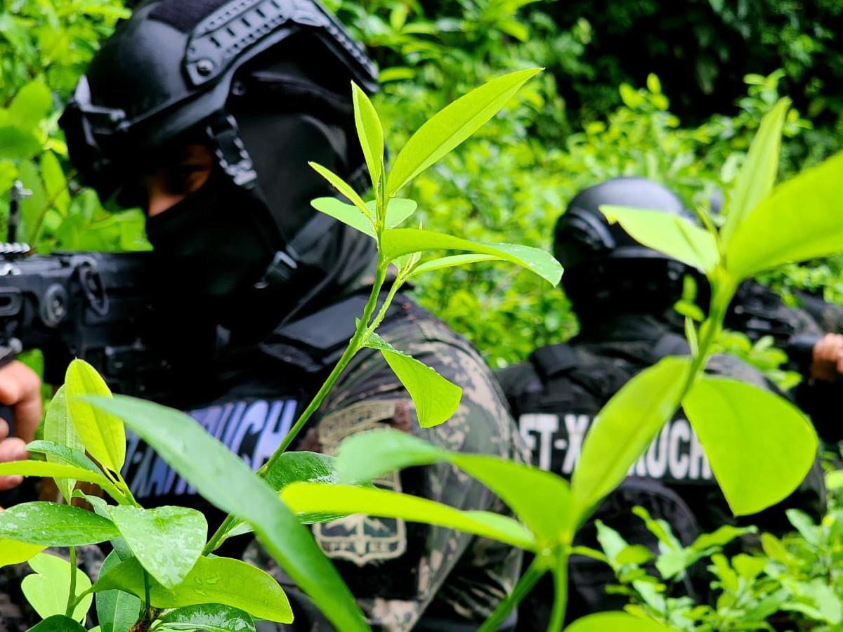 Localizan más de 22,000 arbustos de coca y un“picadero” en Cusuna, Colón