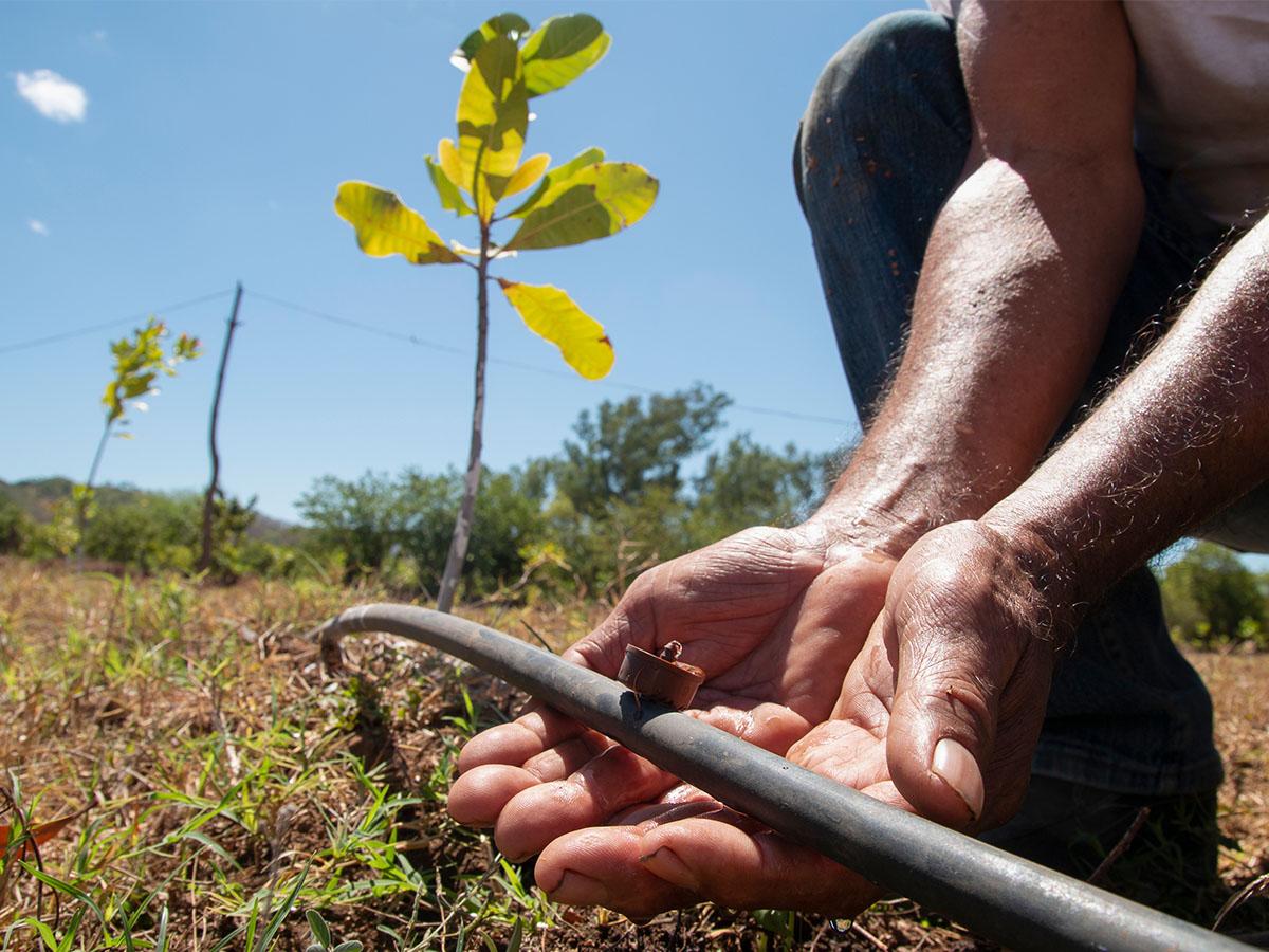 Los micro y pequeños productores podrán diversificar sus cultivos y además buscar nuevos ingresos para sustentar su familia.