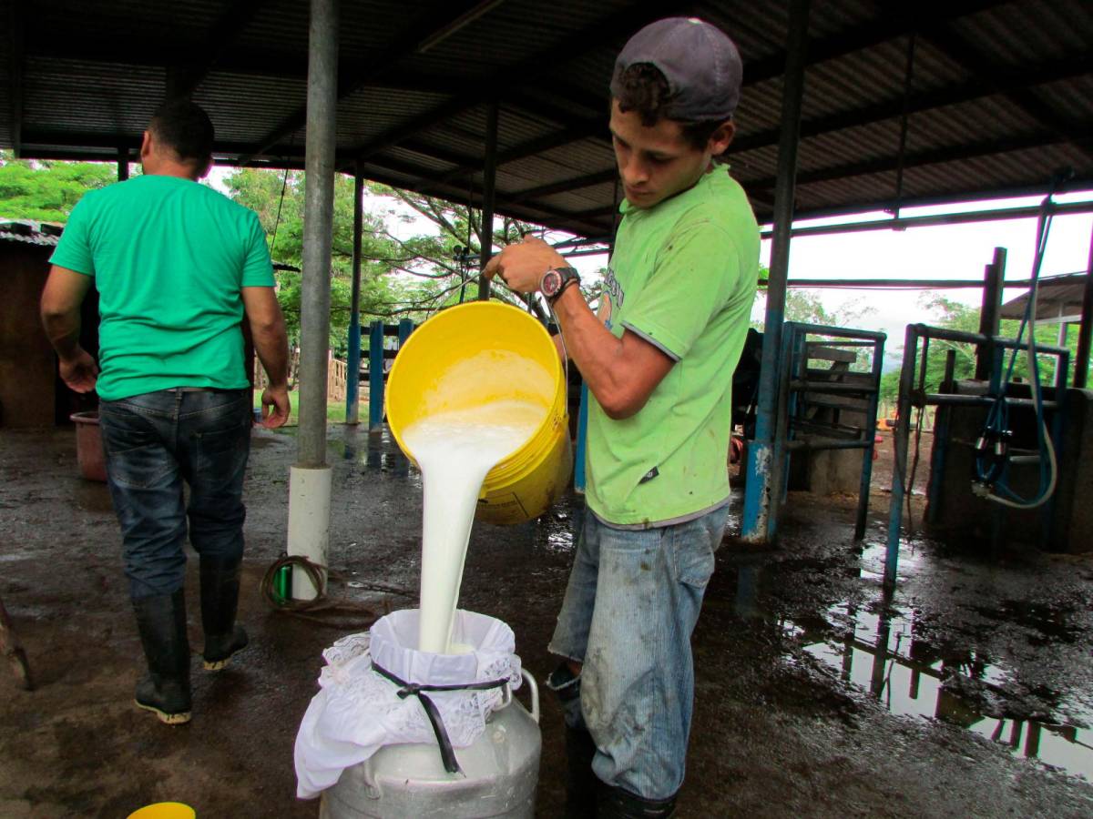 Producción de leche baja en 800,000 litros diarios